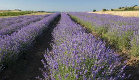Straight rows of brightly coloured lavender in bloom on a clear sunny summer day.の写真素材