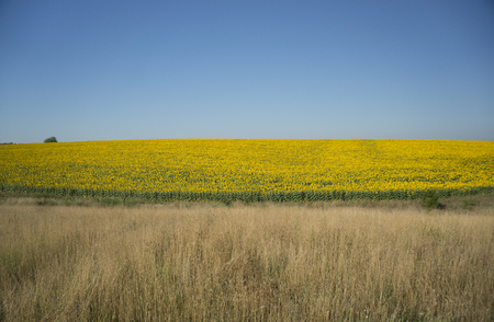 Field of sunflowers in full bloom on a clear summer day.の写真素材