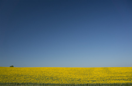 Field of sunflowers in full bloom on a clear summer day.の写真素材