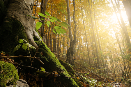 New freshly green plant growing in the roots of an mature old tree in colorful autumnal forest.の写真素材