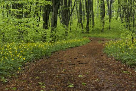 Empty road winding through freshly green forest with springtime flowers.