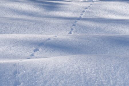Animal tracks in the thick layer of wavy snow.の写真素材