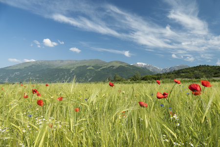 Beautiful wild flowers growing in a field of barley on a fresh spigtime day with blue sky and whispy white clouds.の写真素材