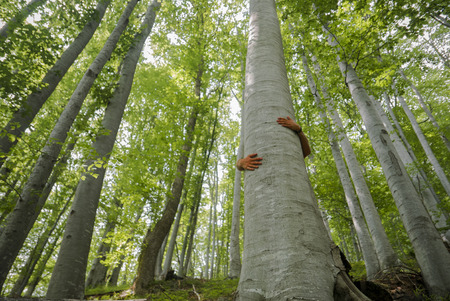 Male hands wrapped around the trunk of an old beech tree in a summer forest.の写真素材