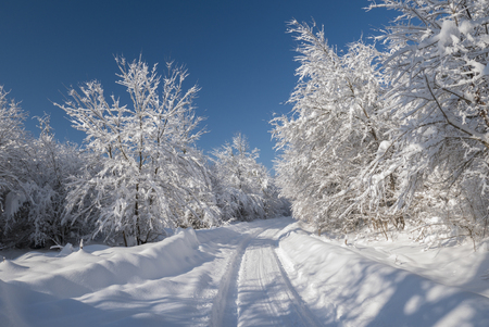 Beautiful white snow covering the trees and branches creating a snowy tunnel on a sunny winter day with blue sky.の写真素材