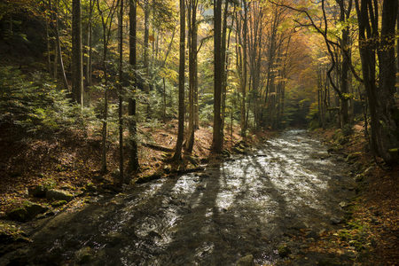 Golden sunlight magically lighting the forest in colorful autumn foliage.の写真素材