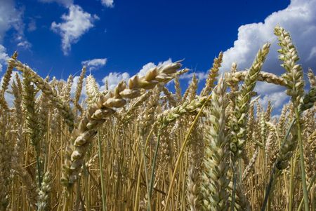 cornの写真素材