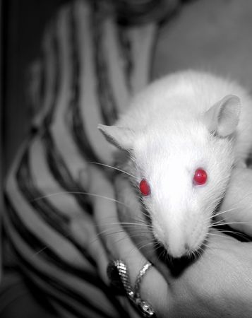 White ratの写真素材