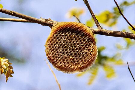 bee on blue backgroundの写真素材
