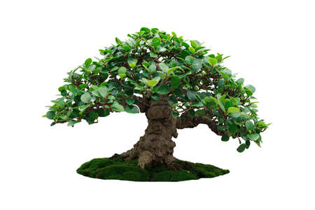 bonsai tree isolated on whiteの写真素材