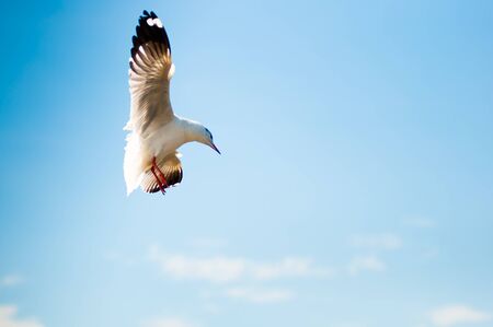seagull
