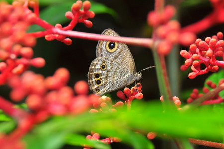 Flowers and butterfliesの写真素材