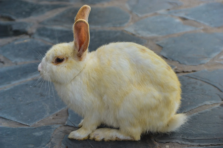 rabbitの写真素材
