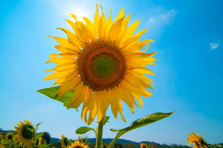 Sunflower bloom filed at saraburi in thailand.の写真素材