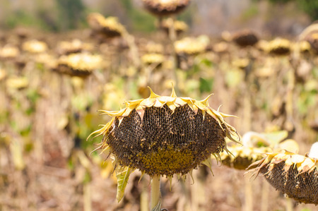Dried sunflower garden.の写真素材