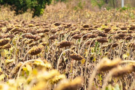 Dried sunflower garden.の写真素材