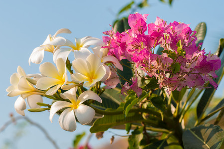 Pink Bougainvillea, Paper Flowerの写真素材