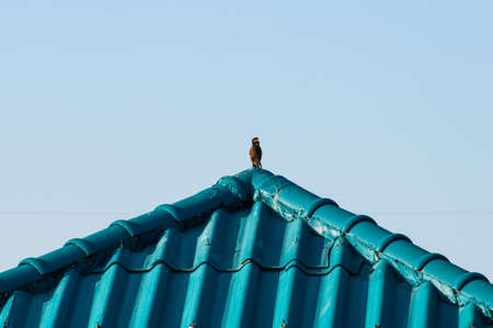 Bird on the Roofの写真素材