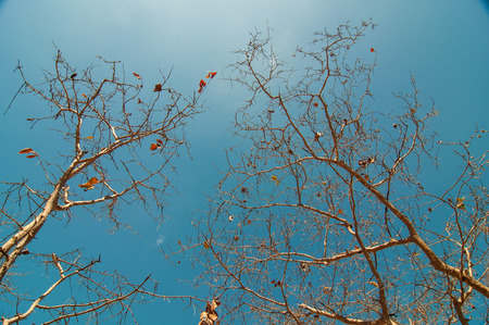 Spring dry trees, blue sky background.の写真素材