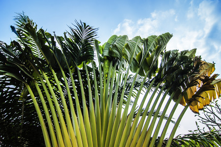 Ornamental banana tree.の写真素材