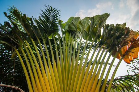 Ornamental banana tree.の写真素材