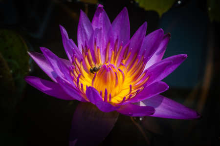 close-up pink lotus.の写真素材