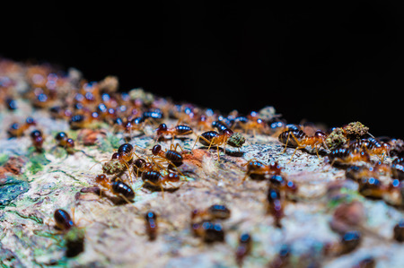 Black termite on black background.の写真素材