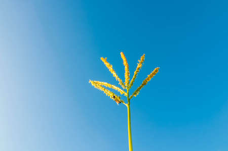 Corn flower with blue sky background.の写真素材
