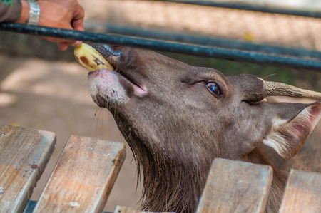 Deer / Looking Deer/ Zoo Deerの写真素材