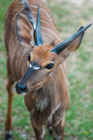 Deer / Looking Deer/ Zoo Deerの写真素材