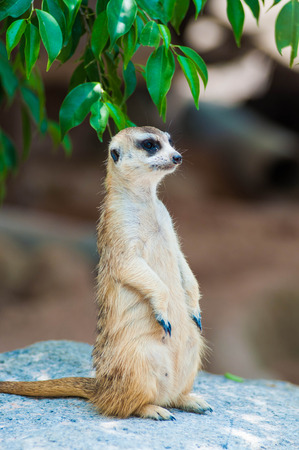 weasel animal.の写真素材