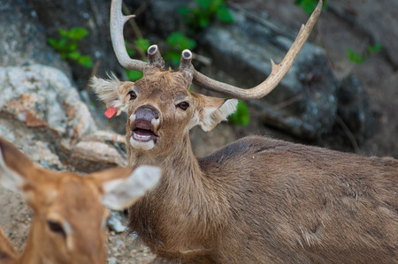 Deer / Looking Deer/ Zoo Deerの写真素材