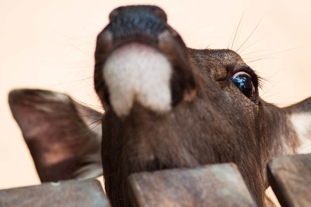 Deer / Looking Deer/ Zoo Deerの写真素材