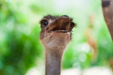 ostrich close-upの写真素材
