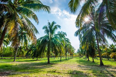 Coconut trees with blue sky background.の写真素材