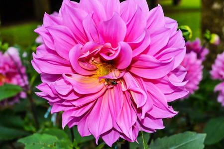 close-up dahlia flowerの写真素材