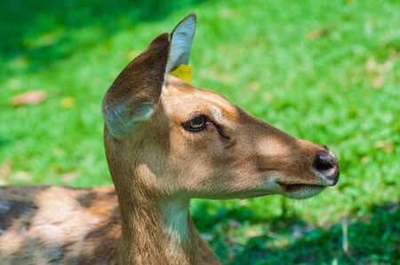 deer  in  green open zooの写真素材