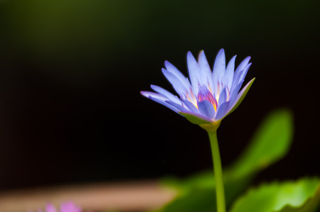 Lotus flower and Lotus flower plantsの写真素材