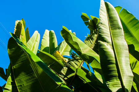 Banana leaves with blue sky background.の写真素材
