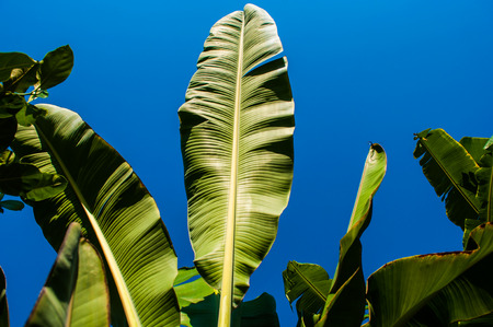 Banana leaves with blue sky background.の写真素材