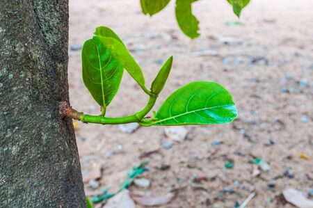 leaves green jack fruits on the tree.