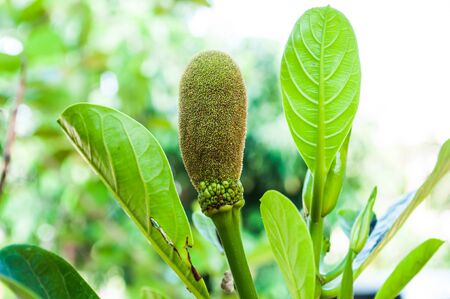 young leaves green jack fruits on the tree.の写真素材