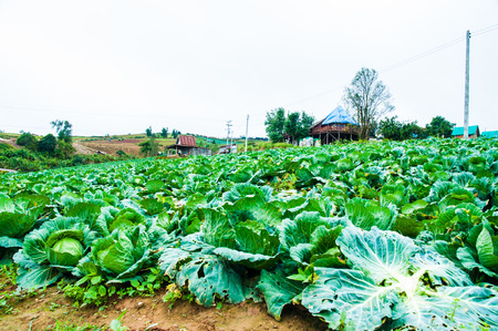 Collard greens are grown as a farm on the mountain.の写真素材
