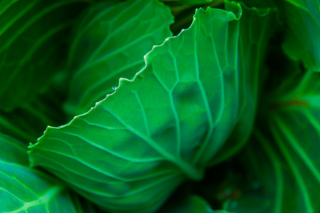 Close-up Collard greens are grown as a farm on the mountain.の写真素材