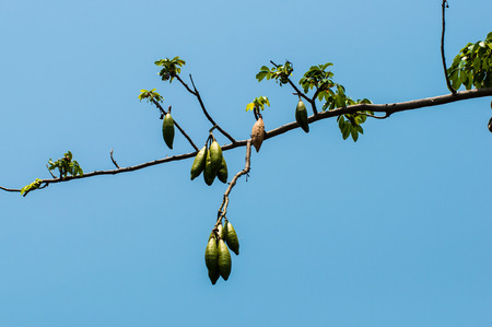 kapok on tree