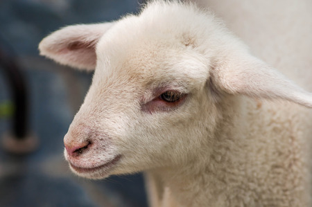 goat baby newborn animals.の写真素材