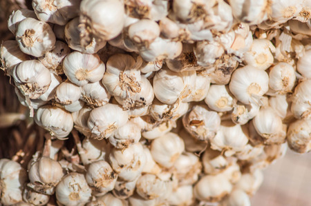Common Garlic.