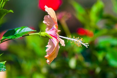 hibiscus flower in nature.の写真素材
