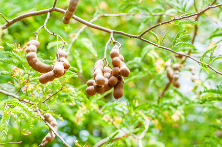 tamarind on trees nature plant