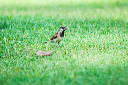 birdsongrassの写真素材